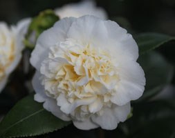 Camellia x  williamsii 'Jury's Yellow' (camellia)