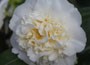 camellia