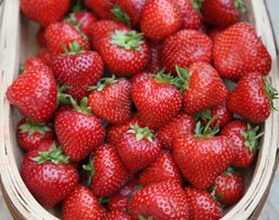 strawberry 'Albion' (PBR) (everbearer strawberry - autumn season fruiting)
