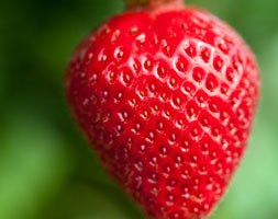 strawberry 'Fenella' (PBR) (strawberry - mid to late season fruiting)