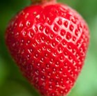 strawberry - mid season fruiting