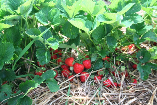 strawberry - mid season fruiting strawberry - mid season fruiting