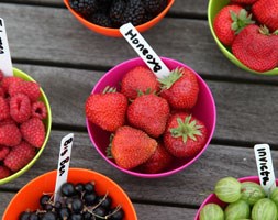 strawberry 'Honeoye' (strawberry - early season fruiting)