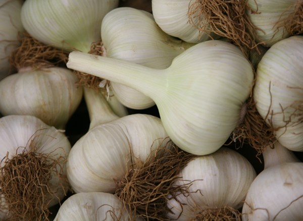 elephant garlic bulbs elephant garlic bulbs