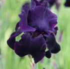 bearded iris