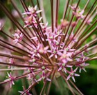 ornamental onion