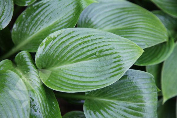 plantain lily