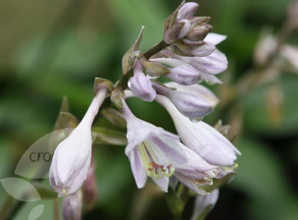 Hosta Devon Green
