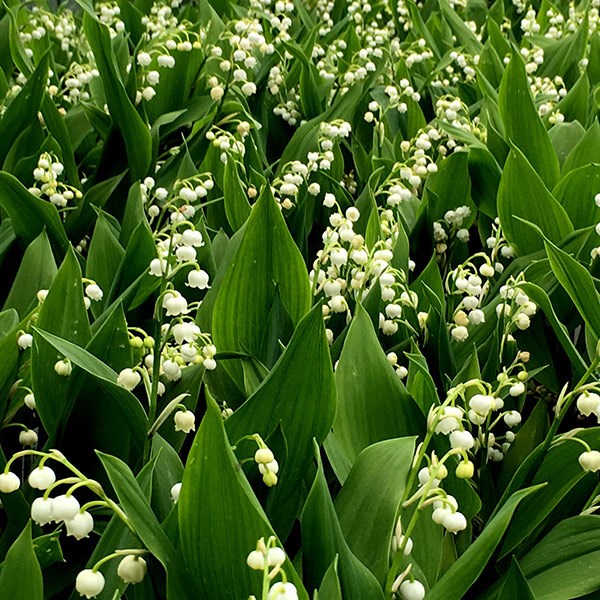 lily-of-the-valley lily-of-the-valley