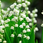 lily-of-the-valley