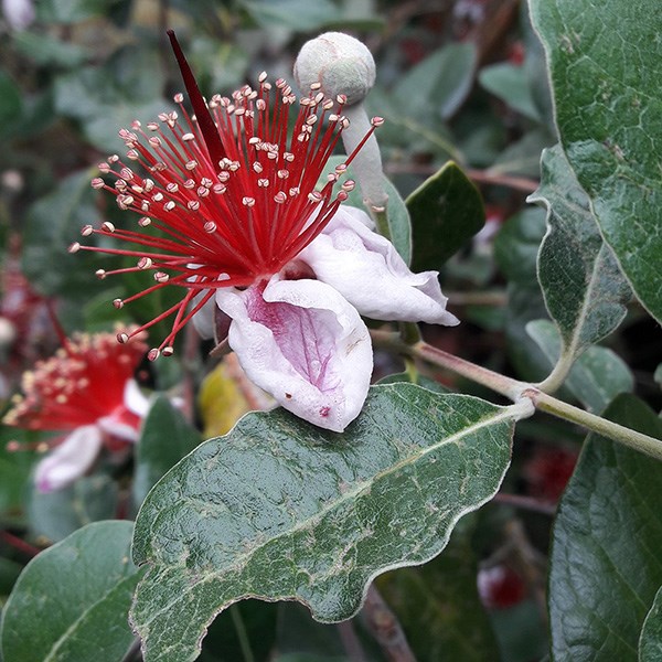 pineapple guava (syn. Feijoa) pineapple guava (syn. Feijoa)