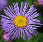 fleabane (Syn Darkest of All)