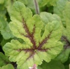 Foam flower