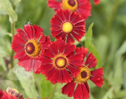 Helenium 'Ruby Thuesday' (sneezeweed (syn Ruby Tuesday))