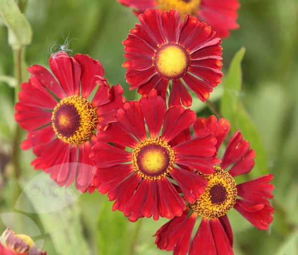 sneezeweed sneezeweed