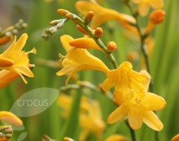 Crocosmia x crocosmiiflora 'Honey Angels' (montbretia)