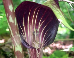 Cobra lily