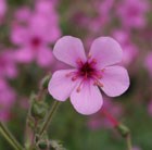 cranesbill