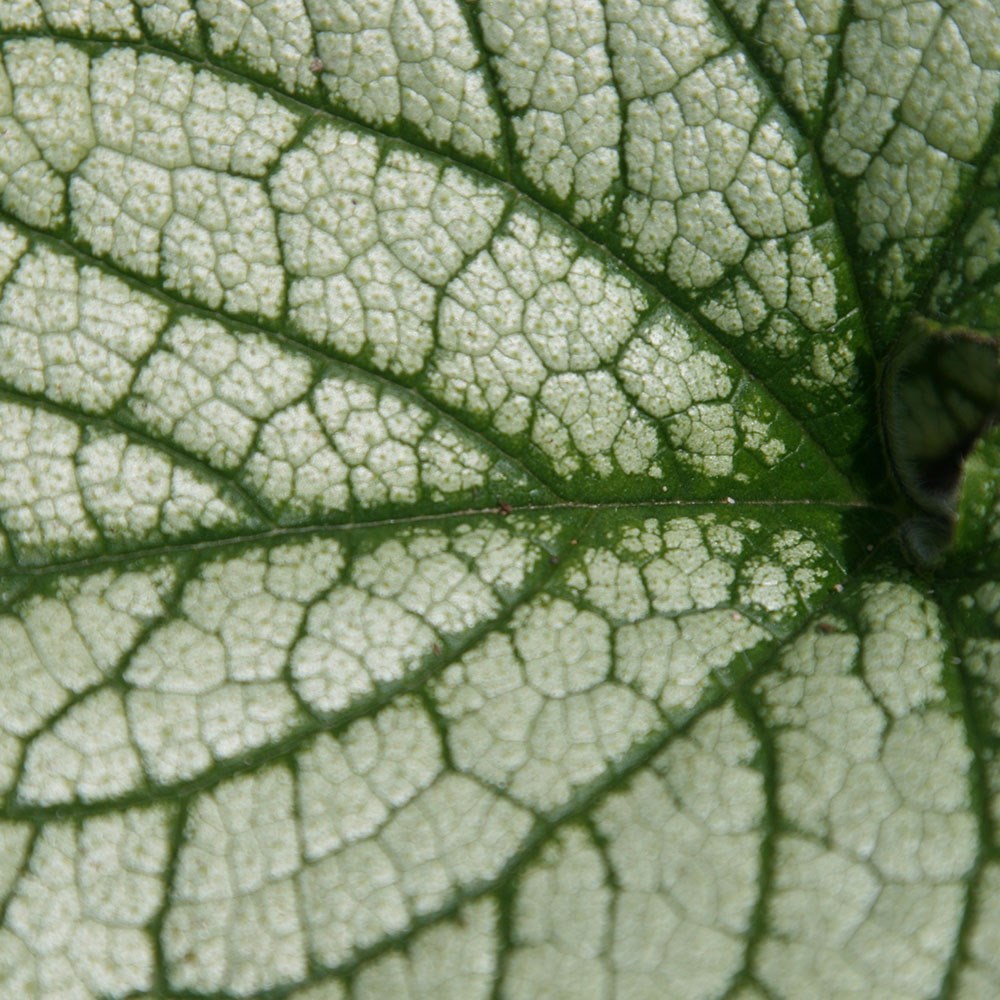 Siberian bugloss