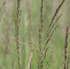 purple moor-grass