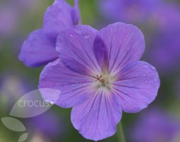 Cranesbill - Geranium  'Orion'
