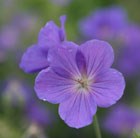 cranesbill