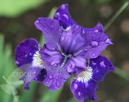 Iris sibirica 'Shirley Pope' (Siberian iris)