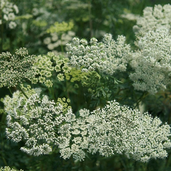 Baltic parsley