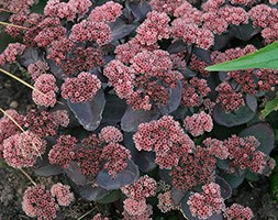 Sedum telephium (Atropurpureum Group) 'Karfunkelstein' (stonecrop)