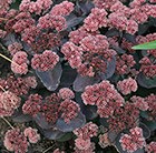 stonecrop