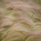 squirrel tail grass
