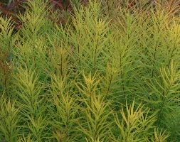 Amsonia hubrichtii (Arkansas blue star)