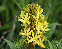 Asphodeline liburnica  (Jacob's rod)