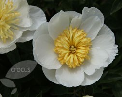 Paeonia lactiflora 'Krinkled White' (paeony / peony)