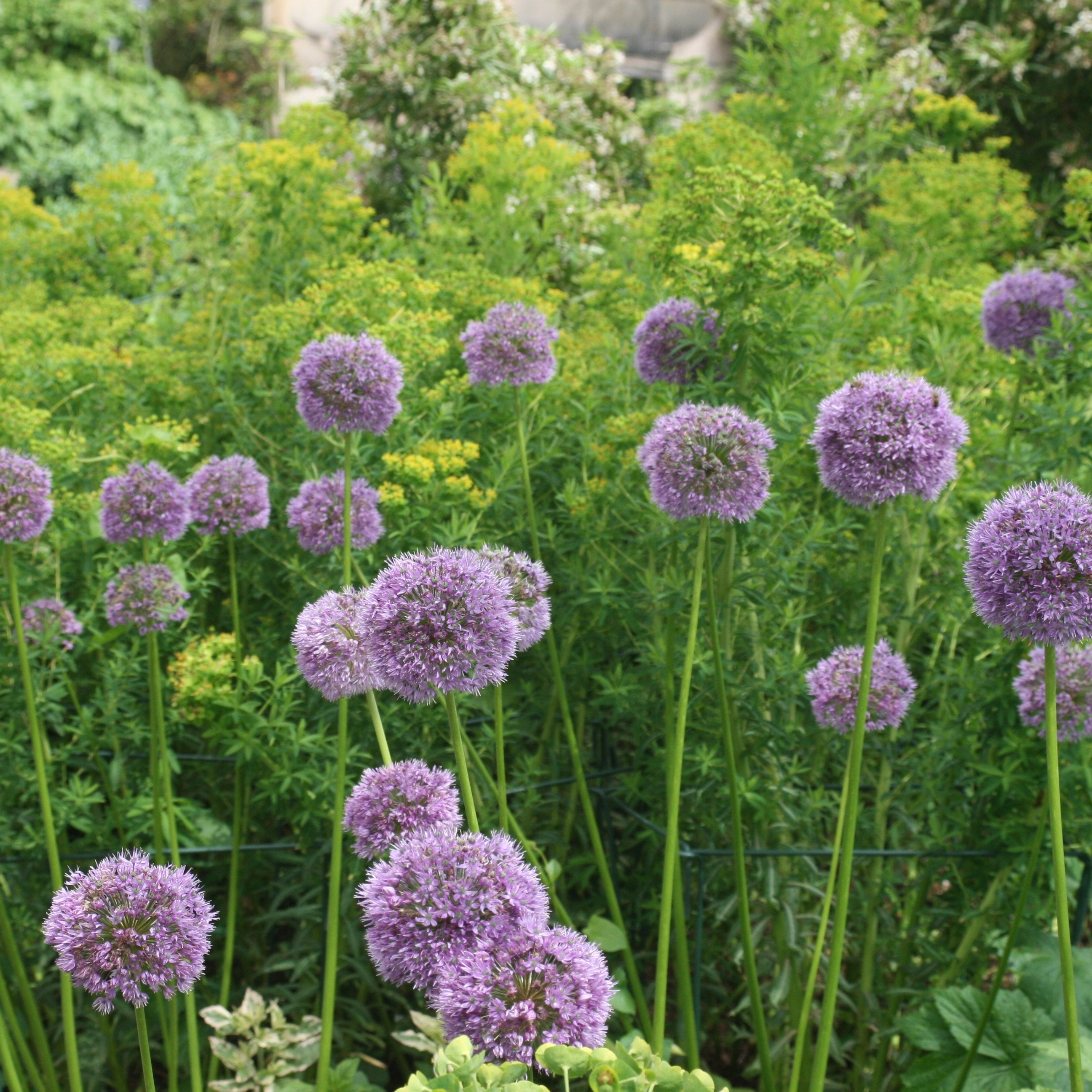 allium bulbs