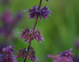 Salvia verticillata 'Purple Rain' (salvia)