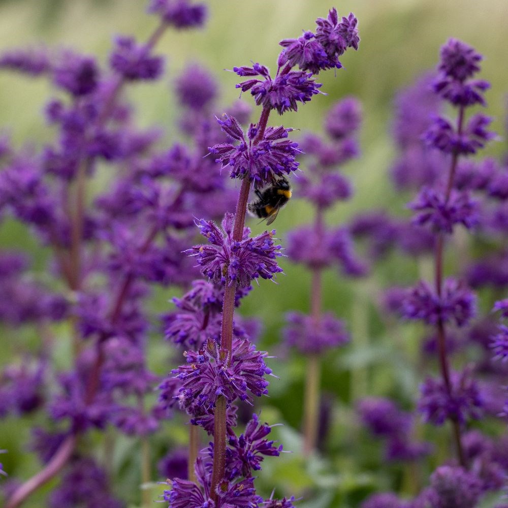 salvia salvia