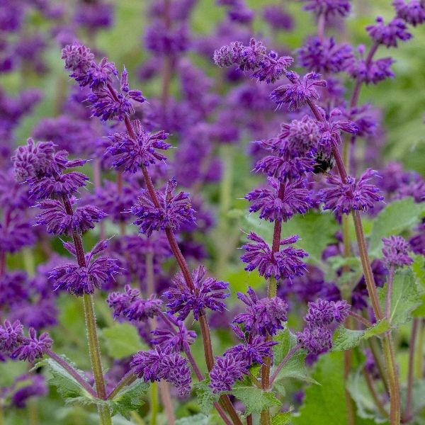 salvia salvia