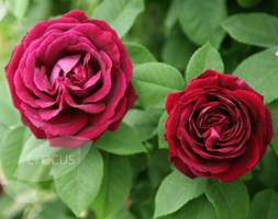 Rosa 'Souvenir du Docteur Jamain' (rose Souvenir du Docteur Jamain (climbing))