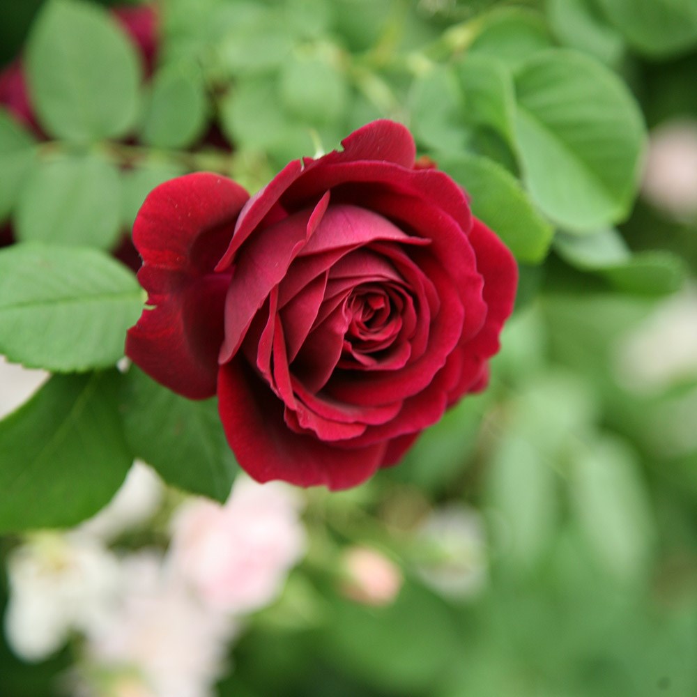 rose Souvenir du Docteur Jamain (climbing) rose Souvenir du Docteur Jamain (climbing)