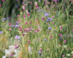 oriental burnet