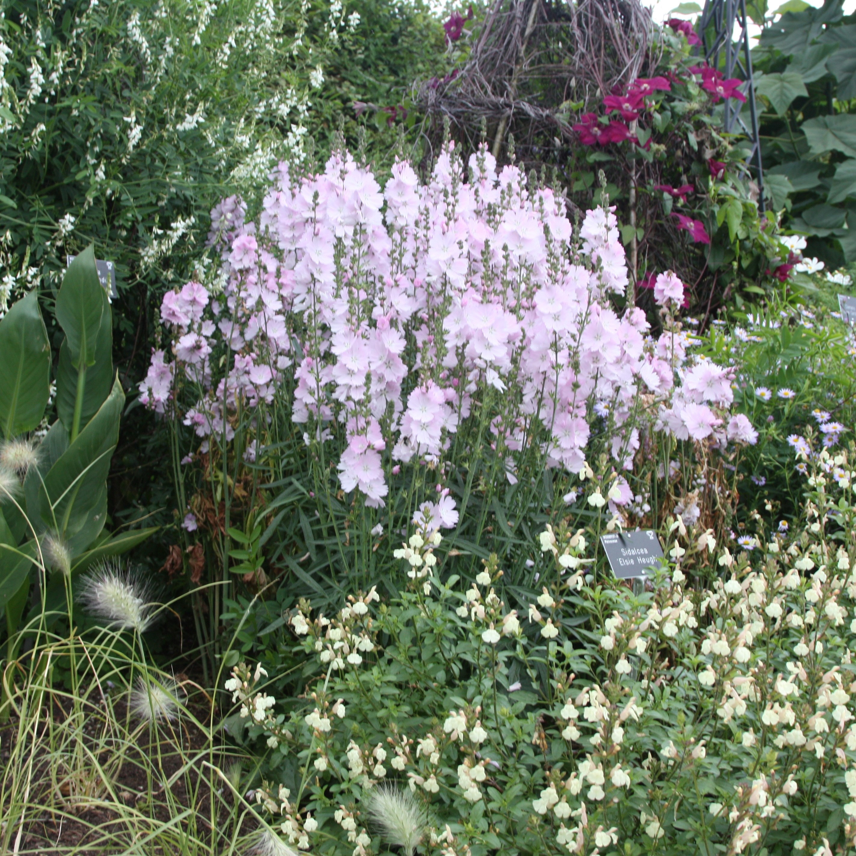 prairie mallow