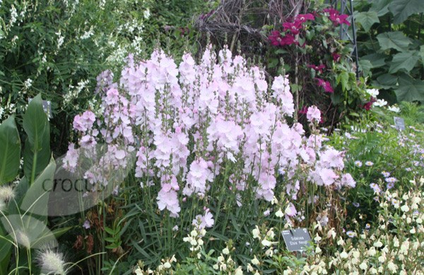 prairie mallow prairie mallow