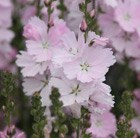 Sidalcea malviflora Elsie Heugh