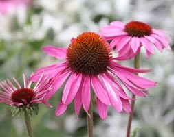 Echinacea purpurea 'Rubinglow' (coneflower)