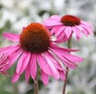 coneflower