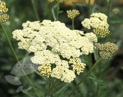 Yarrow - Achillea 'Mondpagode' Yarrow - Achillea 'Mondpagode'