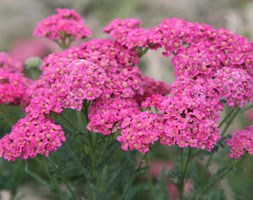 Achillea 'Wesersandstein' (yarrow)