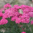 yarrow