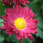 Chyrsanthemum